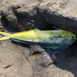 夜はヒラ、午前はシイラ