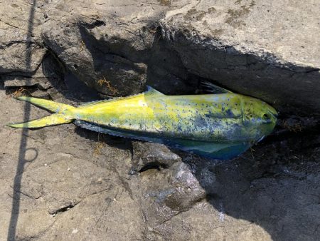 夜はヒラ、午前はシイラ