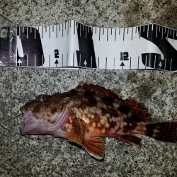 大潮前夜アオリイカ連発！