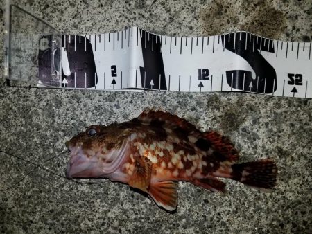 大潮前夜アオリイカ連発！