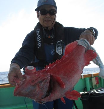 土佐安芸のハマちゃんの釣果