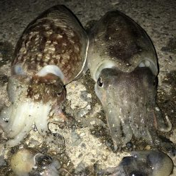 コウイカ連チャン