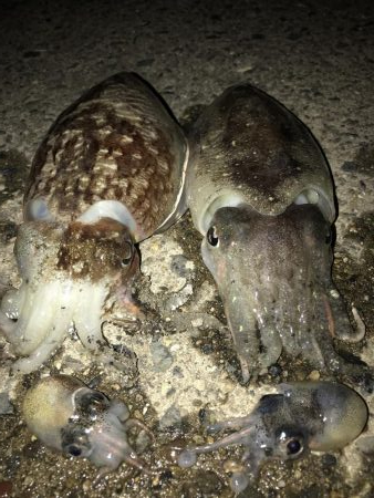 コウイカ連チャン