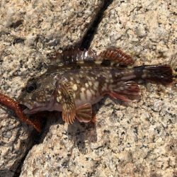 ガッシーは裏切らない