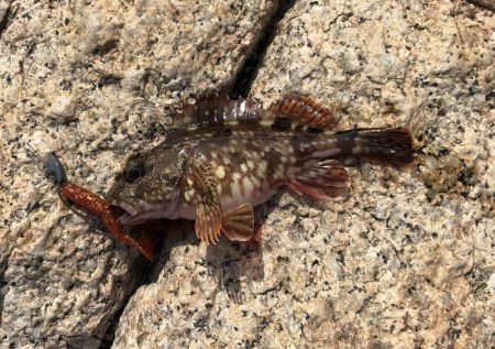 ガッシーは裏切らない