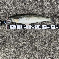 東側水道にてツバス