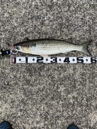 東側水道にてツバス