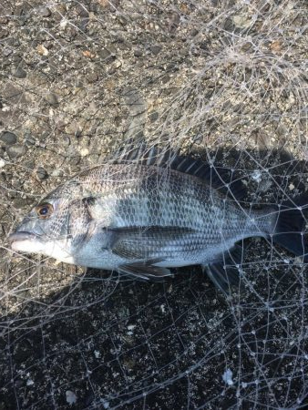 津田沖一文字でカサゴ祭