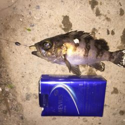 癒しのチビっ子メバル②