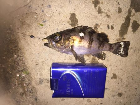 癒しのチビっ子メバル②