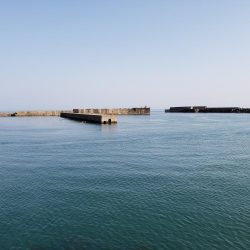 左右揃いました