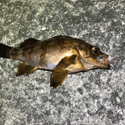 坊勢アジング(2019-3)