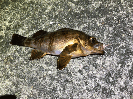 坊勢アジング(2019-3)