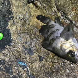 鳥取メバリング(2019-14)