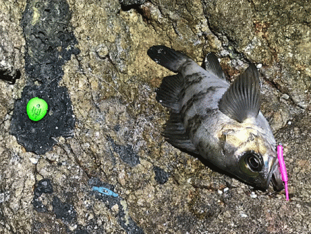 鳥取メバリング(2019-14)