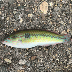 姫路キス釣り（2019-1）