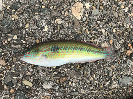 姫路キス釣り（2019-1）