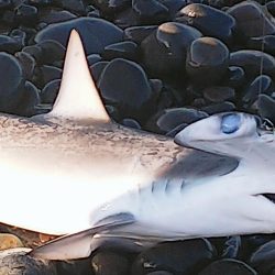 ハンマープライス