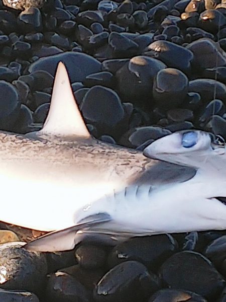 ハンマープライス