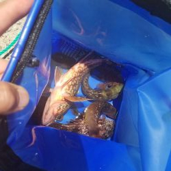 久しぶりのアジュール