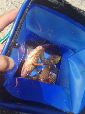 久しぶりのアジュール