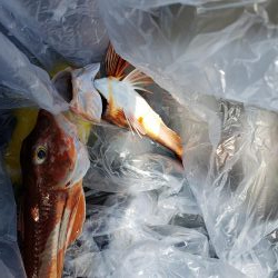 SUPフィッシング