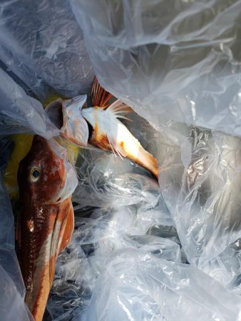 SUPフィッシング