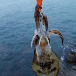 チビよく釣れるわー！