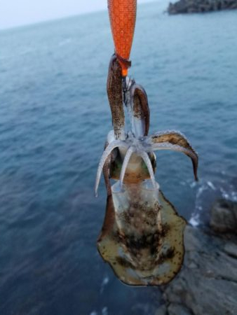 チビよく釣れるわー！