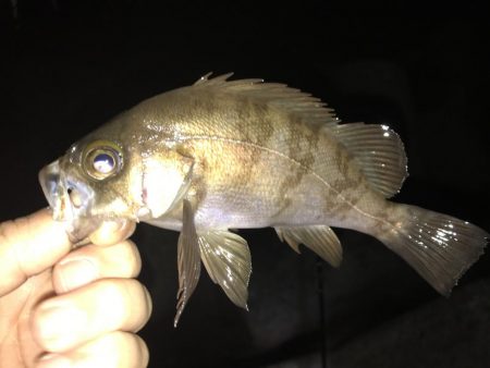 尺アジ狙いが…