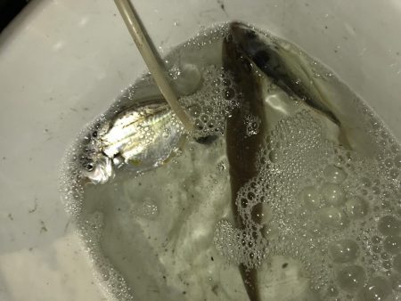 まさかのキス２２㎝