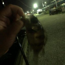 ショアジギとナイトゲーム