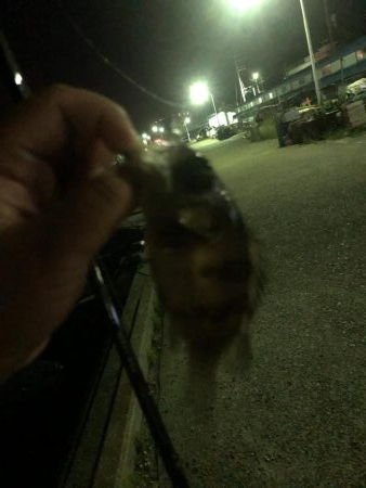 ショアジギとナイトゲーム