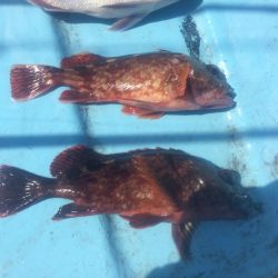 5月5日  紀中  タイラバ