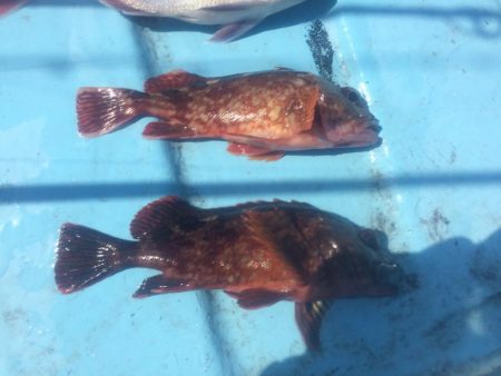 5月5日  紀中  タイラバ