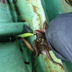 タコ釣りスタート