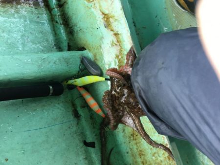 タコ釣りスタート