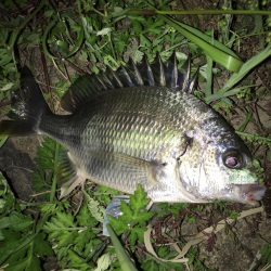 淀川のチニングに挑戦！