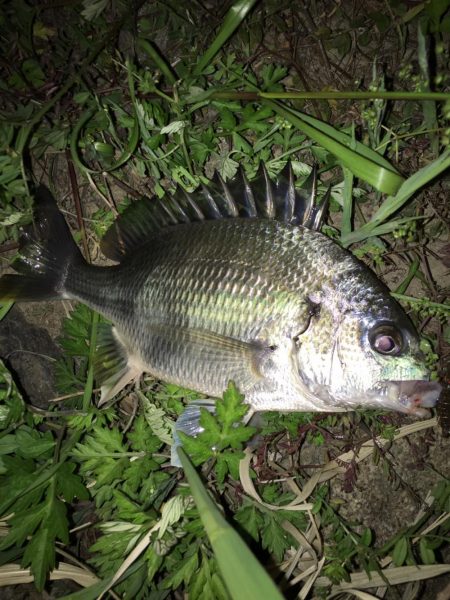 淀川のチニングに挑戦！