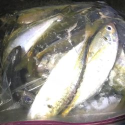 ベタ凪アジング