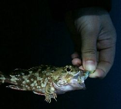 ちっちゃいカサゴ