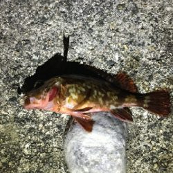 令和のメバルさがし