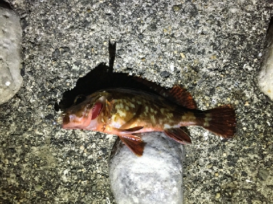 令和のメバルさがし