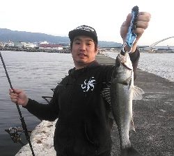 今季初シーバス