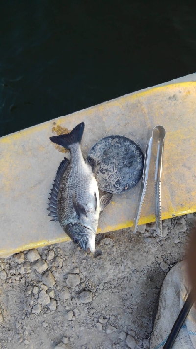 5/12釣果。チヌ3匹キス10匹