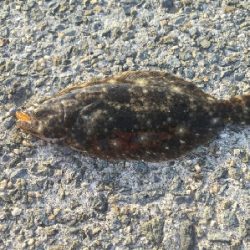 アジをもとめて