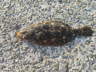 アジをもとめて