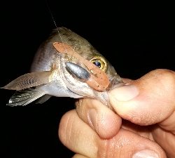 平成最後の淡路島