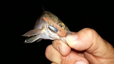 平成最後の淡路島