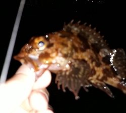 いとしのレイワ